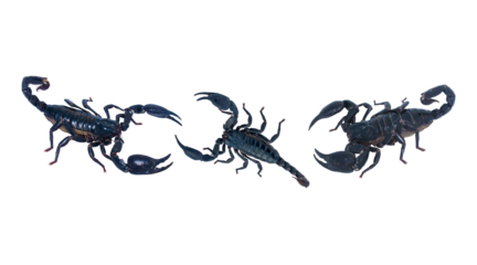 Black scorpion isolated on transparent background for graphic design.