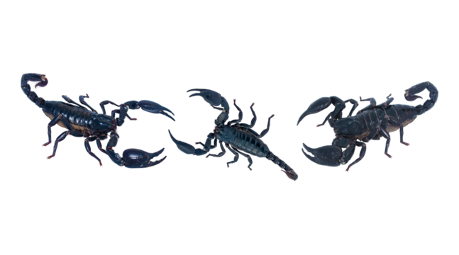 Black scorpion isolated on transparent background for graphic design.