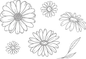 Black and white daisy illustrations flower botanical