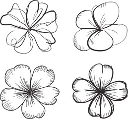 Four sketched floral outlines flower drawing