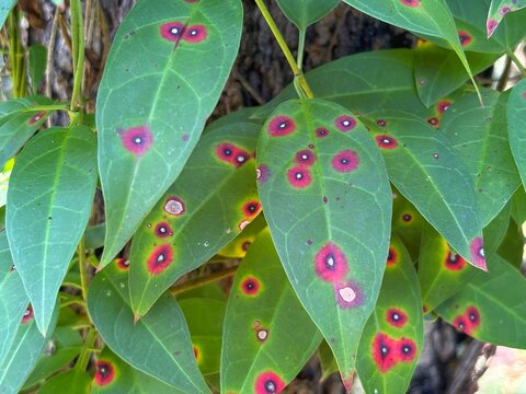 Heart Love Seamless Pattern Background. Vector romantic hearts seamless cartoon pattern background