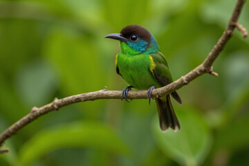 Fototapeta premium Green Honeycreeper bird in Rainforest. 3d rendering.