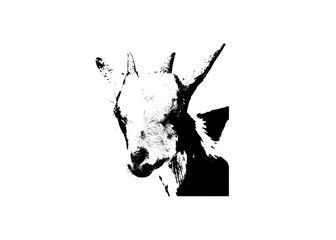 Obraz premium silhouette of a goat