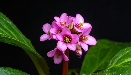 A cluster of small, vibrant pink flowers with yellow centers blooms against a backdrop of dark space and green foliage