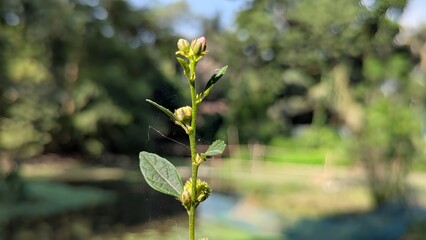 spring flowers in the water,Flowers in water wallpaper