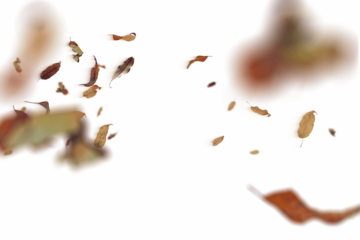 Dreamy and ethereal autumn scene featuring soft-focus falling leaves with gentle blur effect, creating an artistic and peaceful representation of the fall season with delicate movement and seasonal 