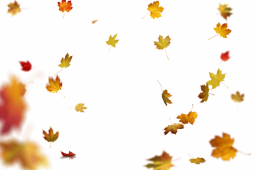 Golden and red maple leaves gently falling across a bright white background, creating a cheerful, festive, and vibrant autumn scene, ideal for seasonal cards, invitations, and decorative designs.

