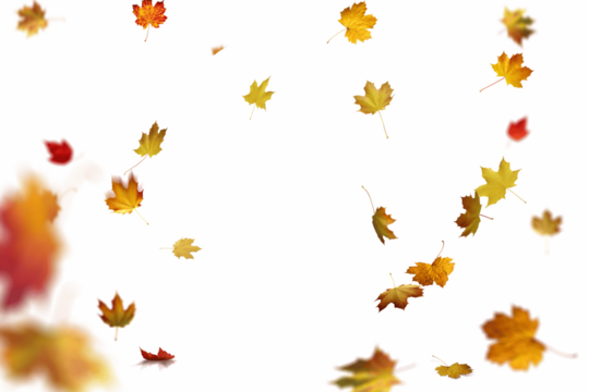 Golden and red maple leaves gently falling across a bright white background, creating a cheerful, festive, and vibrant autumn scene, ideal for seasonal cards, invitations, and decorative designs.

