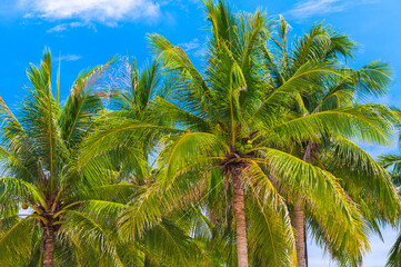 Obraz premium coconuts growing on palm trees on background blue sky in the tropics in summer