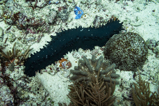 A large, black, spiky sea cucumber (Holothuria atra) resting on a seabed of white sand, surrounded by various coral formations and marine rubble.