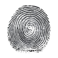 Fototapeta premium A close-up view of a fingerprint, a swirling pattern of ridges and furrows in black, against a clean white backdrop