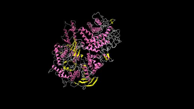 Structure of human glycogen debranching enzyme. Animated 3D cartoon and molecular surface models, secondary structure color scheme, PDB 8zeq, black background