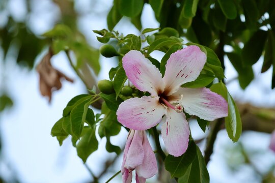 Pink flower branch. ceiba speciosa High quality photo