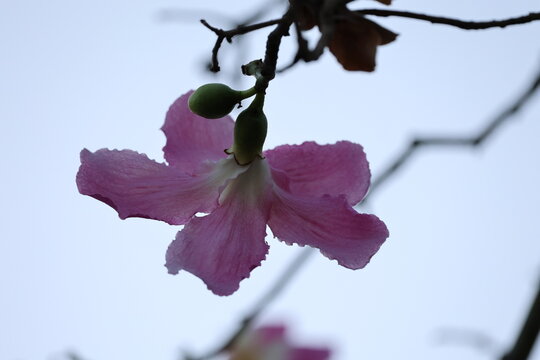 Pink flower branch. ceiba speciosa High quality photo