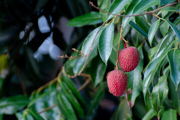 Clusters of ripe lychee fruit hang from lush green leaves on tree, showcasing vibrant and tropical scene
