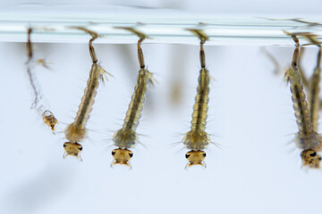 Mosquito larvae hanging from water surface, showcasing their segmented bodies and bristles. image captures their aquatic environment