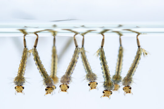 Mosquito larvae hanging from water surface, showcasing their segmented bodies and bristles. image captures their aquatic environment