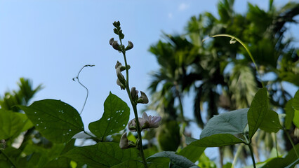 green leaves on blue sky background