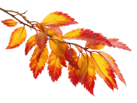 Autumn branch with colorful leaves isolated on transparent background