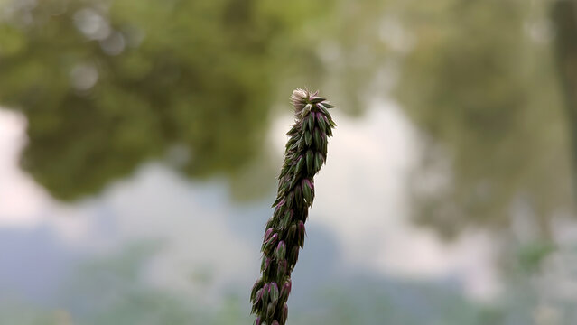 willow branches with catkins