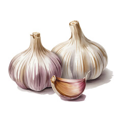 Fresh garlic bulbs and a single clove watercolor illustration