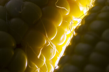Macro close up of yellow corn on cob showing individual kernels in detail. Backlit raw food texture...