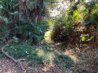 森の中の隠れた小道