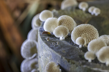 Macro cluster of white mushroom fungus growing on decaying wood stump. serene scene of natural...