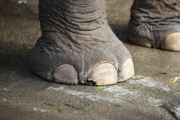 Powerful close up of massive grey elephant foot on ground. detailed texture of wrinkled skin and large nail show strength and size of this majestic animal