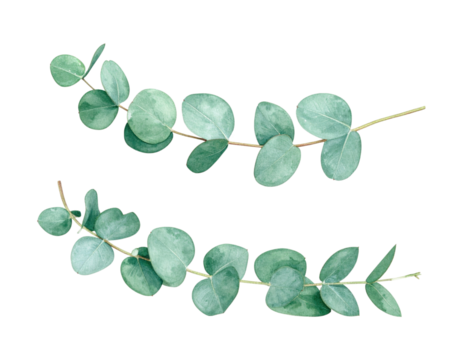 A watercolor foliage branch PNG element (eucalyptus style) with soft edges and subtle grain, isolated on transparent background, PNG - Powered by Adobe