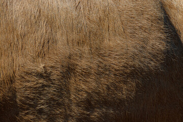 close up of brown fur texture