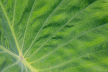 background green leaf surface close-up	
