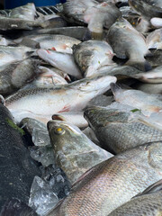 sea bass fish in the market