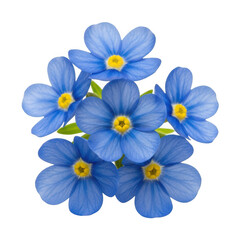 Fototapeta premium Blue forget me not cluster isolated on transparent background