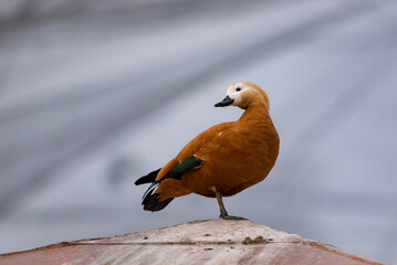 The ruddy shelduck is a bird species in the family Anatidae. It is a distinctive waterfowl, 58 to 70 cm in length with a wingspan of 110 to 135 cm.