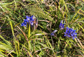 Autumn on a high-altitude plateau, the last flowering plants on a sunny morning and awakening in...