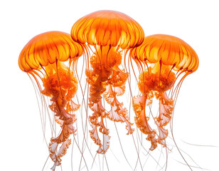 Trio of amber jellyfish with long, flowing tentacles