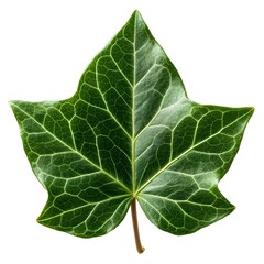 Fototapeta premium Persian Ivy Leaf (Hedera colchica) Highlighting Broad Deep Green Form with Distinct Veins on Pure White Background, Classic Botanical Still Life Showcasing Natural Grandeur and Timeless Beauty