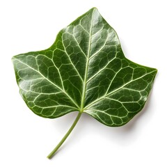 Obraz premium Nepal Ivy Leaf (Hedera nepalensis) Showcasing Lush Deep Green Color and Prominent Veins on Pure White Background, Classic Botanical Still Life Reflecting Natural Grace and Enduring Elegance