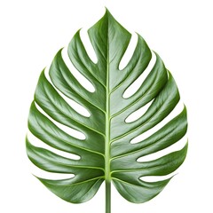 Hatiora Salicornioides Dancing Bones Cactus Leaf Displaying Playful Jointed Green Segments on Pure White Background, Artistic Botanical Still Life Capturing Whimsical Form and Tropical Energy