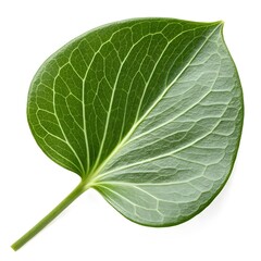 Obraz premium Dischidia Nummularia Lush String of Nickels Leaf Cascading Elegantly on Pure White Background, Minimalist Botanical Still Life Capturing Glossy Green Circles and Tranquil Natural Simplicity