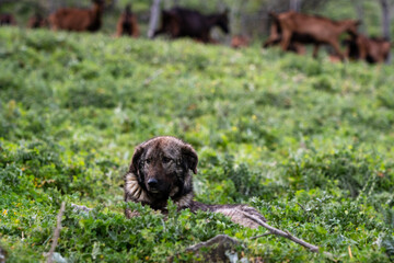 Portrait of the guardian mixed breed dog, resting.