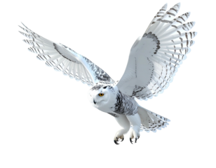 Snowy owl soaring, wings spread, on solid black background