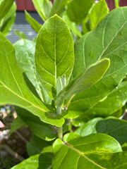 green leaves of a Dahlia plant