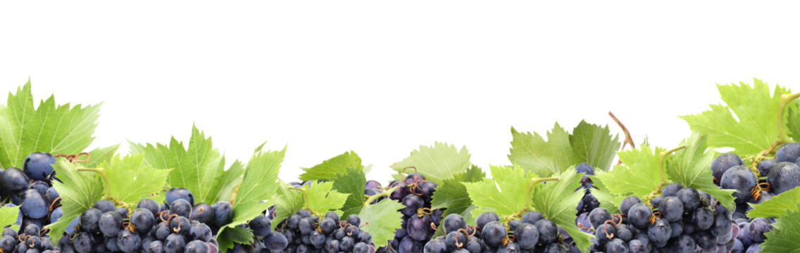 Fresh grape isolated