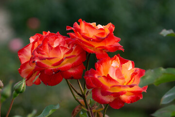 複輪のバラ（赤と黄色）