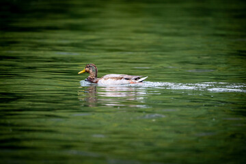 Graceful Glide. Swimming duck , reflection in the water.