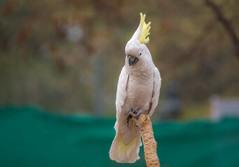 The sulphur-crested cockatoo is a relatively large white cockatoo found in wooded habitats in Australia,