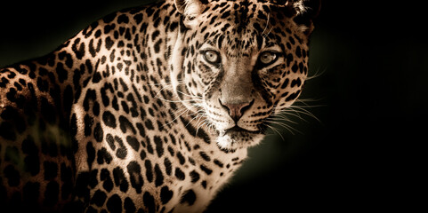 leopard on black background sunlight rays low contrast cinematic photography 