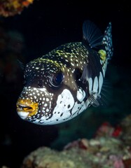 A stunning underwater shot of a unique fish, exhibiting a black and white spotted pattern and yellow accents on its mouth. Captured with depth